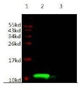 Mouse Anti-Human IGF-1