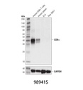 GSK-3β (D5C5Z) XP Rabbit mAb
