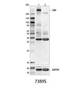 CBP (D6C5) Rabbit mAb