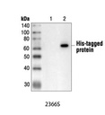 His-Tag (27E8) Mouse mAb