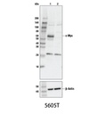 c-Myc (D84C12) Rabbit mAb