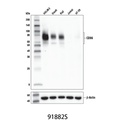 CD86 (E2G8P) Rabbit mAb