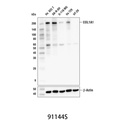 COL1A1 (E8I9Z) Rabbit mAb