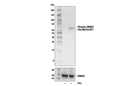 Phospho-SMAD2 (Ser465/Ser467) (E8F3R) Rabbit mAb