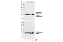 Phospho-S6 Ribosomal Protein (Ser240/244) (D68F8) XP Rabbit mAb