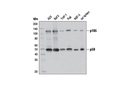 NF-κB1 p105/p50 (D4P4D) Rabbit mAb