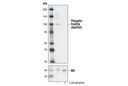 Phospho-FoxO3a (Ser253) Antibody