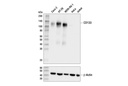 CD133 (D2V8Q) XP Rabbit mAb