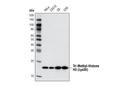 Tri-Methyl-Histone H3 (Lys36) (D5A7) XP Rabbit mAb