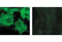 GST (26H1) Mouse mAb