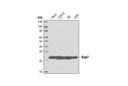 Rab7 (D95F2) XP Rabbit mAb
