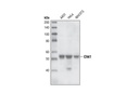 Chk1 (2G1D5) Mouse mAb