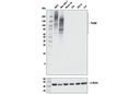 F4/80 (D2S9R) XP Rabbit mAb