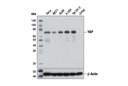 YAP (1A12) Mouse mAb