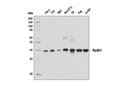 Rad51 (D4B10) Rabbit mAb