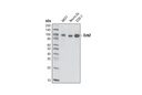 Ezh2 (D2C9) XP Rabbit mAb