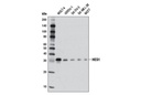 Notch Activated Targets Antibody Sampler Kit