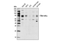 Rev-Erbα (E1Y6D) Rabbit mAb