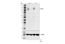 HIF-1α (D5F3M) Mouse mAb