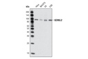 GCN5L2 (C26A10) Rabbit mAb