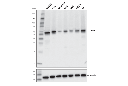 CRBN (D8H3S) Rabbit mAb