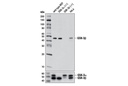 GSK-3β (3D10) Mouse mAb