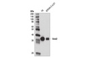 Sox2 (D1C7J) XP Rabbit mAb