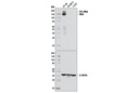 Met (D1C2) XP Rabbit mAb