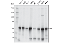 YY1 (D5D9Z) Rabbit mAb