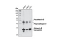 Cathepsin D Antibody