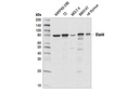 Stat4 (C46B10) Rabbit mAb