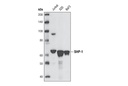 SHP-1 (C14H6) Rabbit mAb