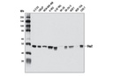 Skp2 (D3G5) XP Rabbit mAb