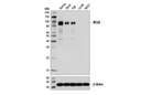 BCL6 (D4I2V) XP Rabbit mAb
