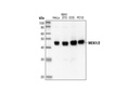 MEK1/2 (47E6) Rabbit mAb
