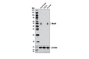 NeuN (D3S3I) Rabbit mAb