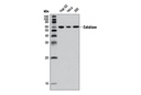 Catalase (D4P7B) XP Rabbit mAb