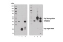 Mouse Anti-rabbit IgG (Light-Chain Specific) (D4W3E) mAb