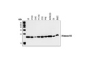 Histone H3 (3H1) Rabbit mAb