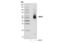 RIP3 (D8J3L) Rabbit mAb