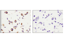 Podoplanin (LpMab-12) Mouse mAb