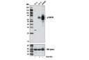 p75NTR (D4B3) XP Rabbit mAb
