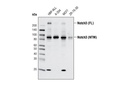 Notch3 (D11B8) Rabbit mAb