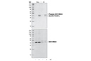 Phospho-SEK1/MKK4 (Ser257/Thr261) Antibody