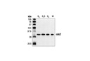 cdc2 (POH1) Mouse mAb