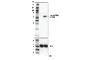 Phospho-IRF-3 (Ser386) (E7J8G) XP Rabbit mAb