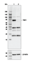 TAK1 Antibody