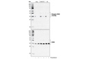 Phospho-CDK9 (Thr186) Antibody