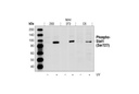 Phospho-Stat1 (Ser727) Antibody