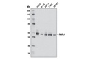 RARγ1 (D3A4) XP Rabbit mAb